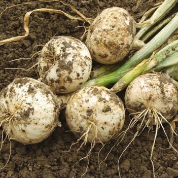 Allium cepa 'Sierra Blanca' 