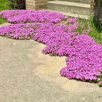 Phlox subulata 'Drummond's Pink' 
