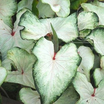 Caladium 'White Wings'