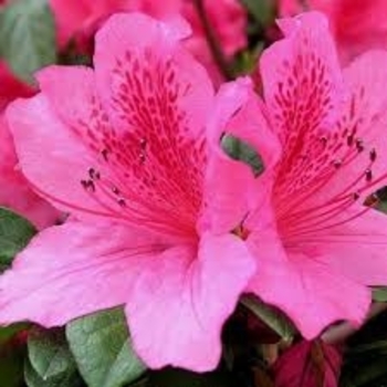 Rhododendron indica 'Pride of Mobile' 
