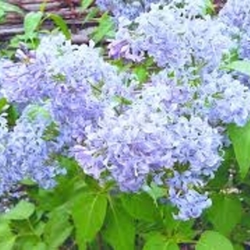 Syringa vulgaris 'Wonder Blue'