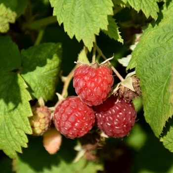 Rubus 'Killarney' 