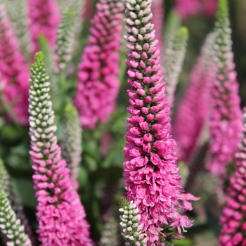 Veronica spicata 'Verspi' 