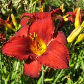 Hemerocallis 'Ruby Stella' 