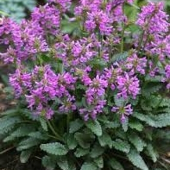 Stachys 'Summer Crush'