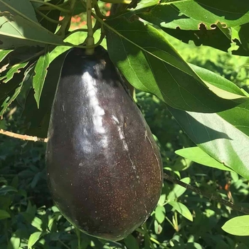 Persea americana 'Brogden'