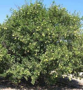 Citrus sinensis 'Marrs'