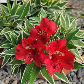 Alstroemeria 'Zaprielia' USPP12217P2