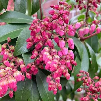 Pieris japonica 'Piesid2' PP34660