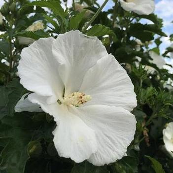 Hibiscus syriacus