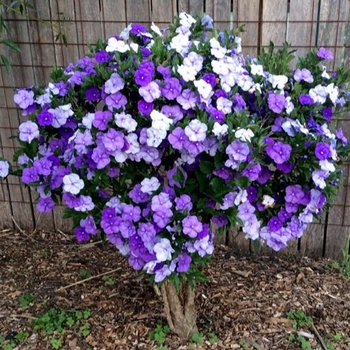 Brunfelsia grandiflora