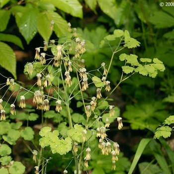 Thalictrum dioicum