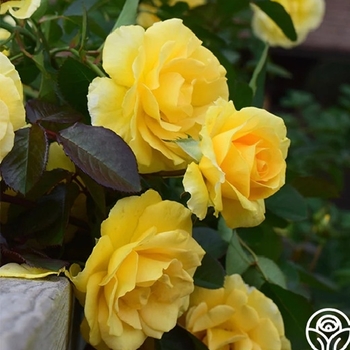 Rosa 'Good Day Sunshine'