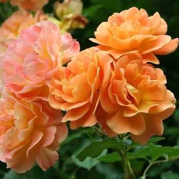 Rosa 'Westerland' 