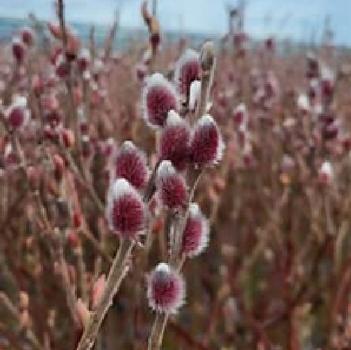 Salix caprea 'Rosea' 