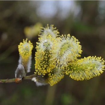 Salix caprea 'French'