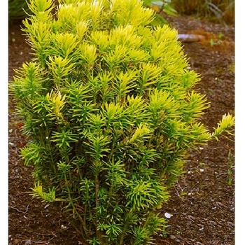 Cephalotaxus harringtonia 'Korean Gold' 