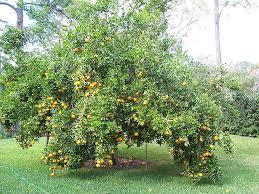 Citrus reticulata 'Ponkan'