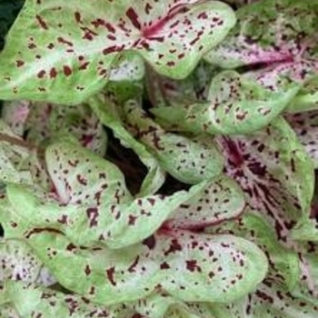 Caladium 'Miss Muffet' 