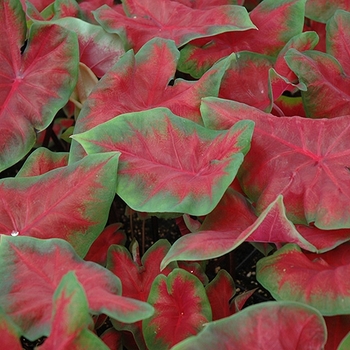 Caladium 'Frieda Hemple' 