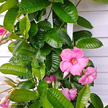 Mandevilla 'MANZOO18' PPAF