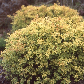 Spiraea x bumalda 'Lemon Princess' 