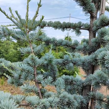 Cedrus atlantica 'Glauca' 