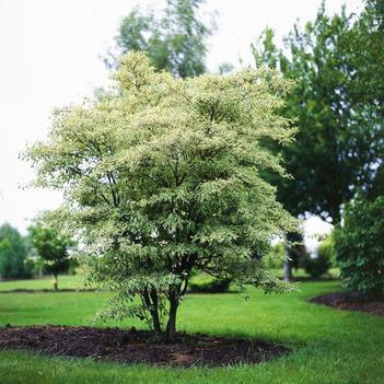 Cornus alternifolia 'Bichozam' 20,150,129.