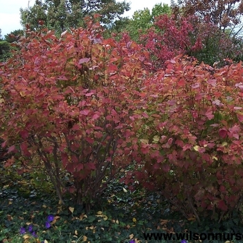 Viburnum trilobum 'Compactum' 