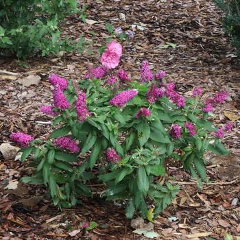 Buddleia 'Pugster Pico Punch&trade;' (328213)