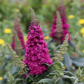 Buddleia 'Pugster Pico Punch&trade;' (328215)