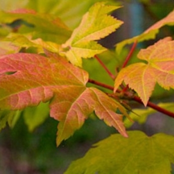 Acer circinatum 'Pacific Fire' 