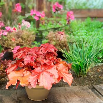 Heuchera sanguinea Grande&trade; 'Carnelian' (328223)
