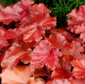 Heuchera sanguinea 'Carnelian' PPAF