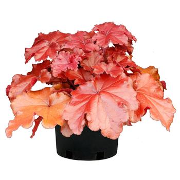 Heuchera sanguinea Grande&trade; 'Carnelian' (328226)