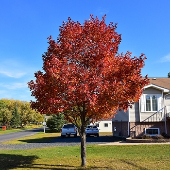 Acer rubrum 'Northwood&trade;' 15,314,048