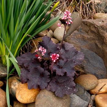 Heuchera Little Cuties™ 'Coco Loco' (328229)