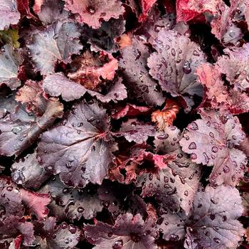Heuchera Little Cuties™ 'Coco Loco' (328230)