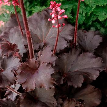 Heuchera 'Coco Loco' PPAF