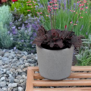 Heuchera Little Cuties™ 'Coco Loco' (328233)