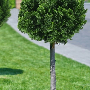 Chamaecyparis obtusa 'Nana Gracilis' 