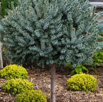 Picea omorika 'Nana' 