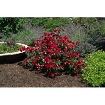 Rosa 'Scarlet Drift®' 