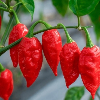 Capsicum annuum 'Bhut Jolokia (Ghost)' 