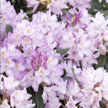 Rhododendron maximum 'Roseum' 