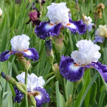 Iris germanica 'Gypsy Lord'