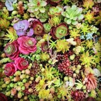 Sedum 