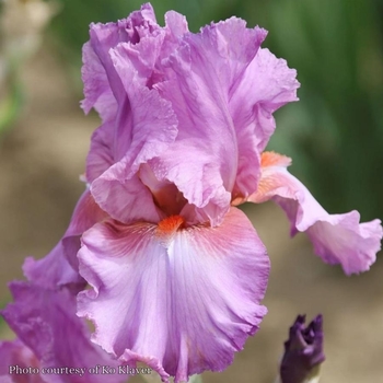 Iris germanica 'Persian Berry' 