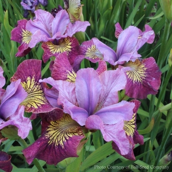 Iris sibirica 'Miss Apple' PP20400P3