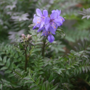 Polemonium 'Purple Rain Strain' 